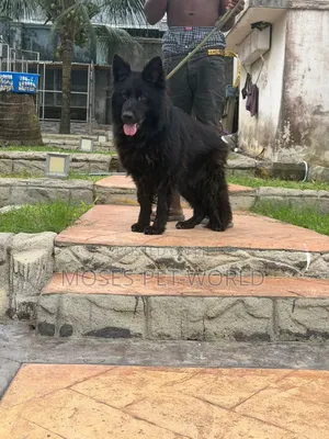 1+ year Female Purebred German Shepherd