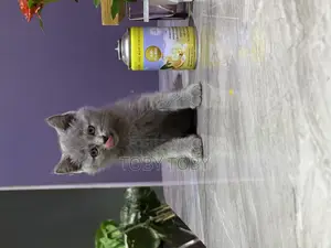 1-3 months Male Purebred British Shorthair