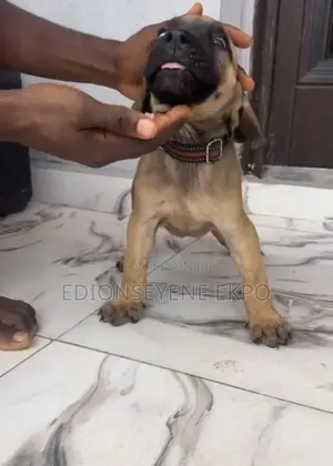 1-3 months Female Purebred Boerboel