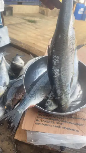 Frozen Food