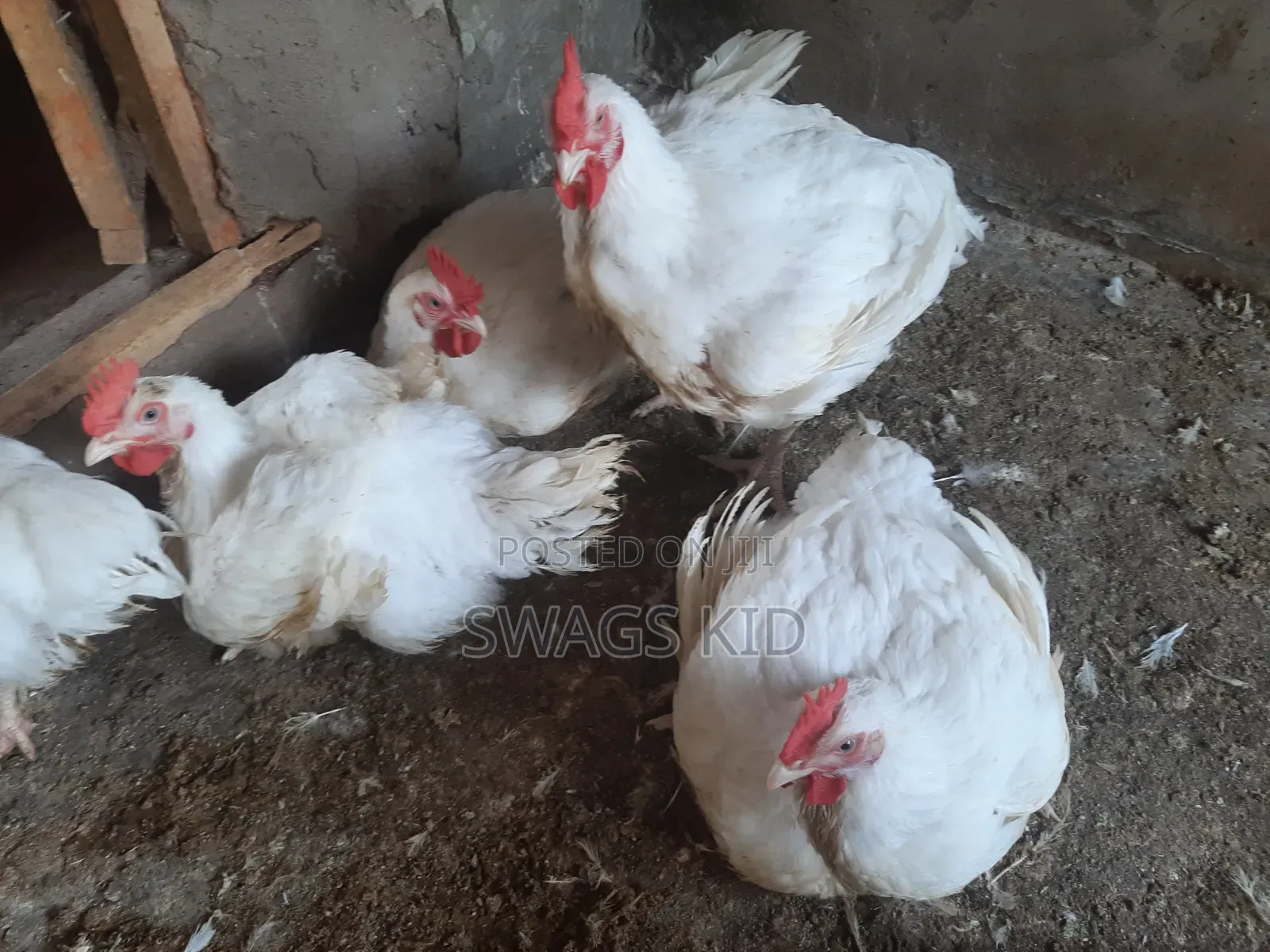 Boiler Chicken
