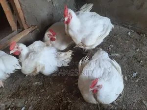Boiler Chicken