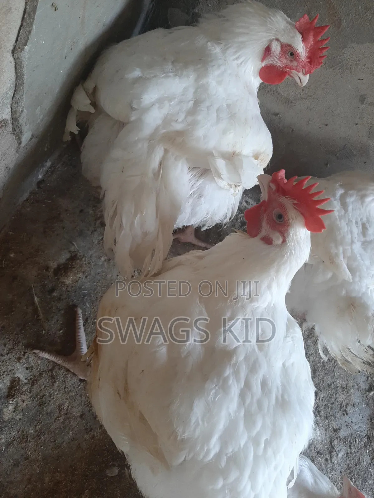 Boiler Chicken