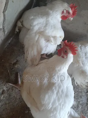 Boiler Chicken