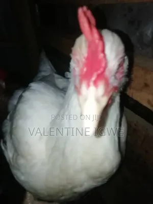 Turkey for Sell
