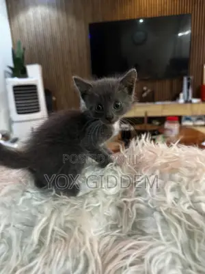 0-1 month Male Mixed Breed British Shorthair