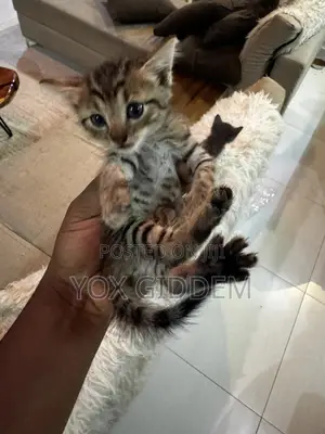 0-1 month Male Purebred Turkish Angora