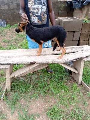 3-6 months Female Purebred German Shepherd