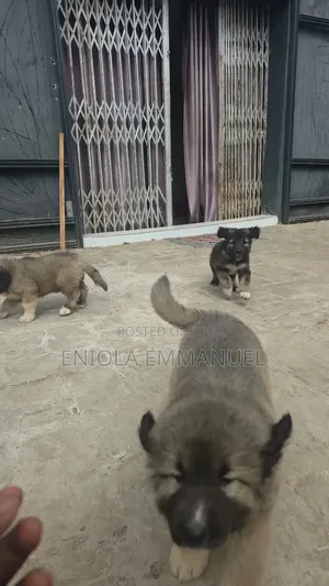1-3 months Female Purebred Caucasian Shepherd