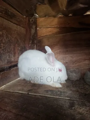 Rabbits Both Gender