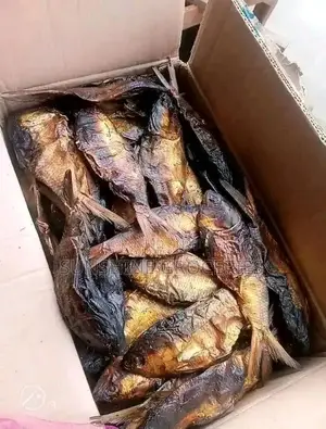 Bongo Fish