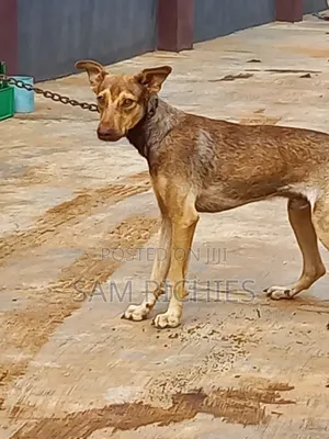 6-12 months Male Mixed Breed German Shepherd