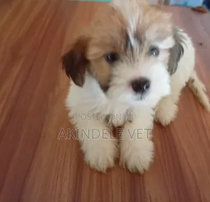 1-3 months Female Purebred Lhasa Apso