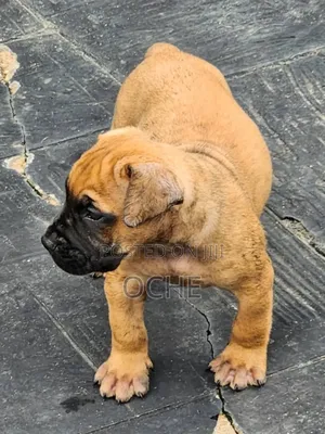 1-3 months Female Purebred Boerboel