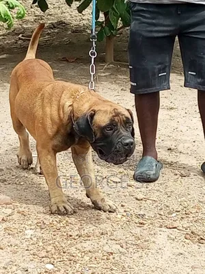 1+ year Male Purebred Boerboel