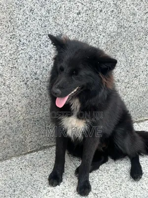 6-12 months Female Mixed Breed American Eskimo