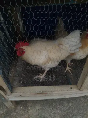 Love Chicken