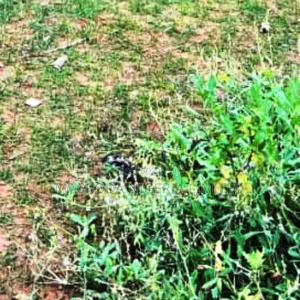 Half Plot of Land Available for Sale