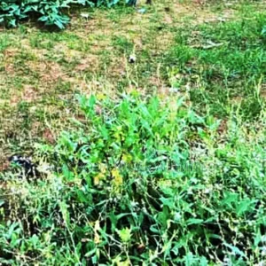 Commercial Plot at Awoyaya