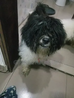 6-12 months Male Purebred Lhasa Apso