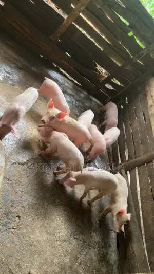 Weaners Pig