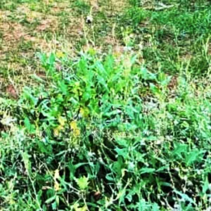 Corner Piece Land Selling Now at Osapa