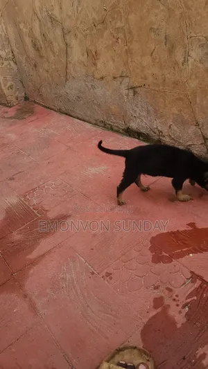 1-3 months Male Mixed Breed German Shepherd