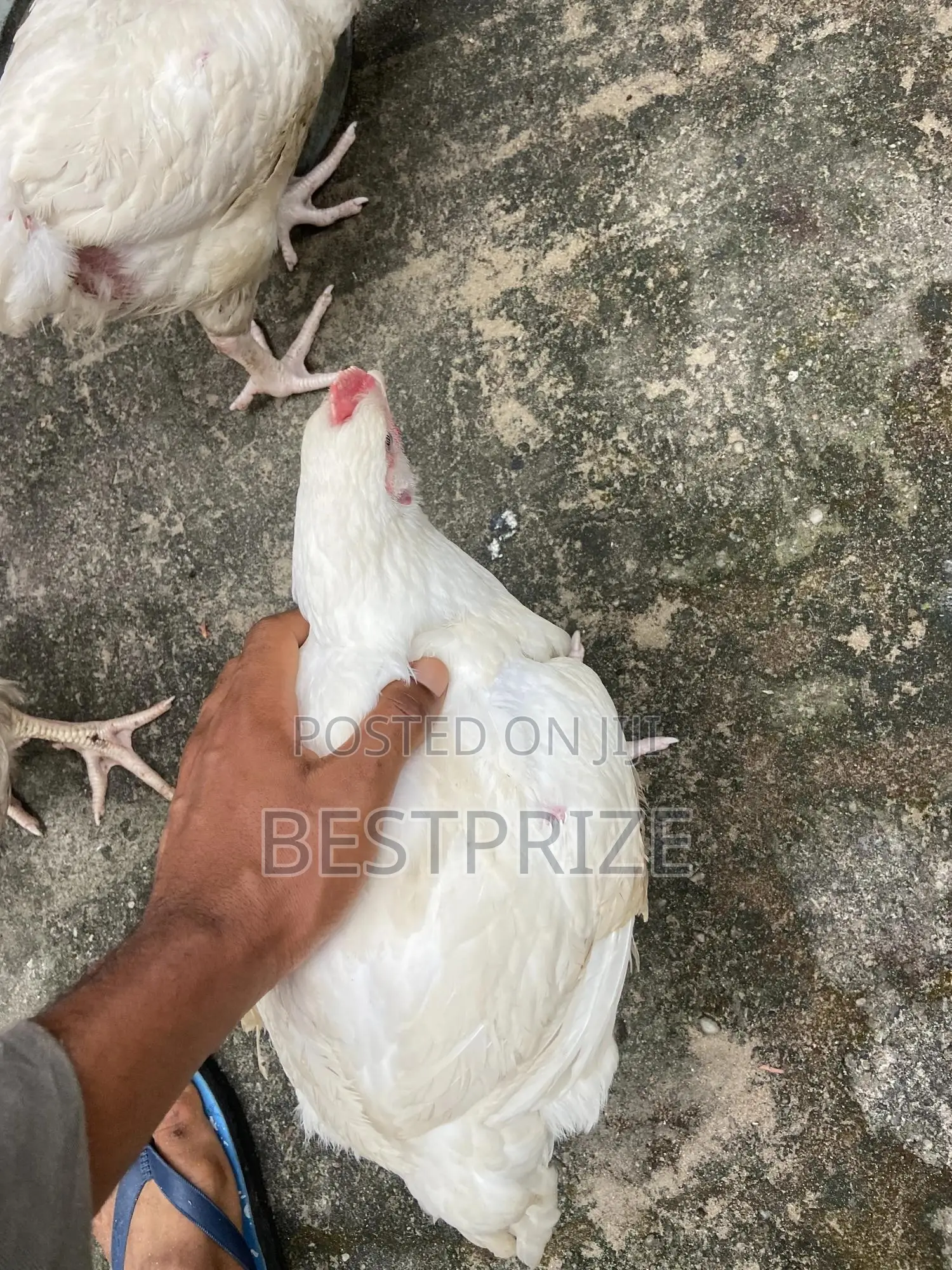 Fresh Broilers Ready To Cook