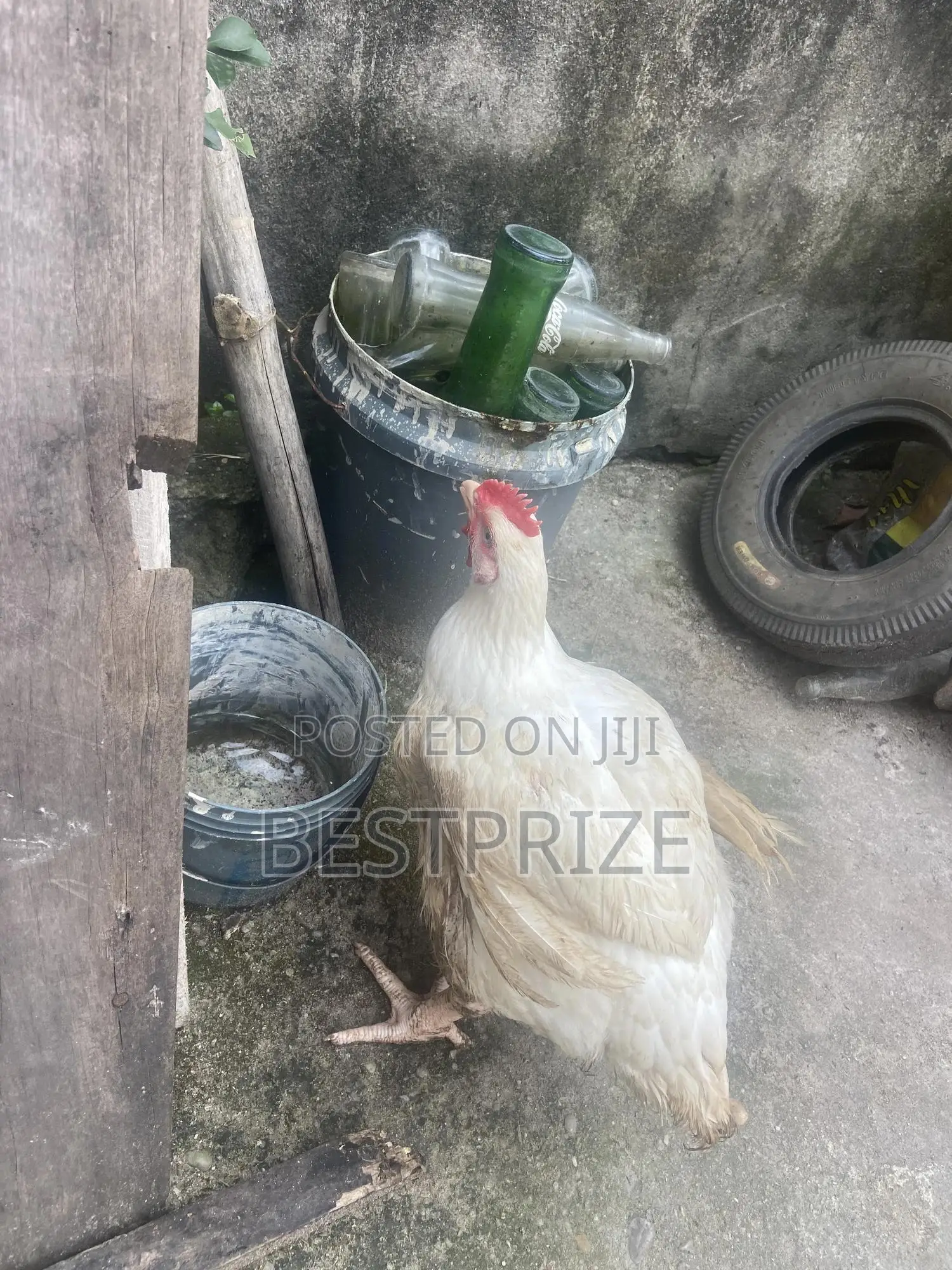 Fresh Broilers Ready To Cook