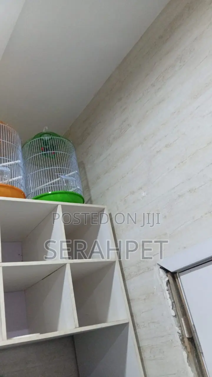 Beautiful Fancy Cages Available