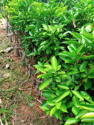 Budded Sweet Orange