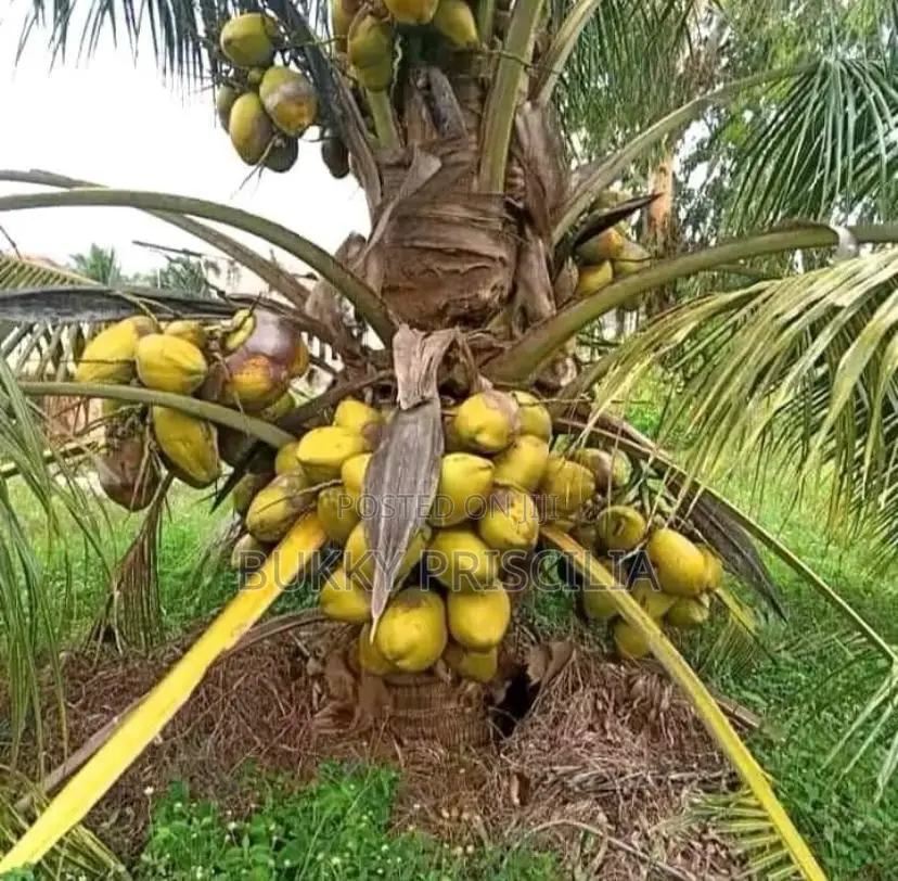 Hybrid Dwarf Coconut Seedling