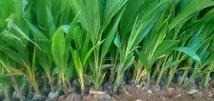 Hybrid Dwarf Coconut Seedling