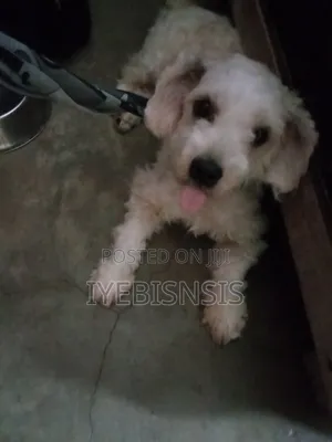 1+ year Female Purebred Lhasa Apso
