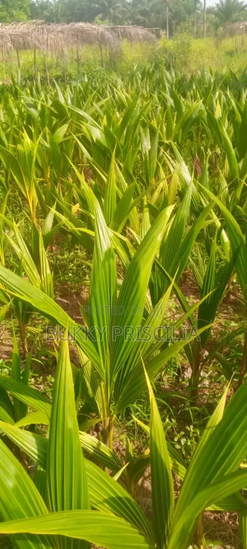 Hybrid Dwarf Coconut Seedling