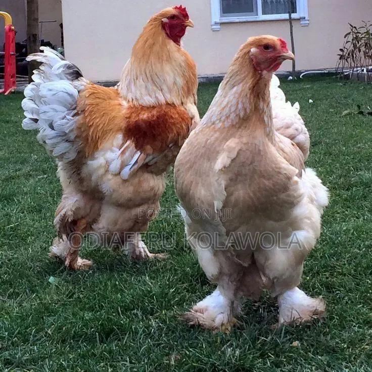 Brahma Fowl