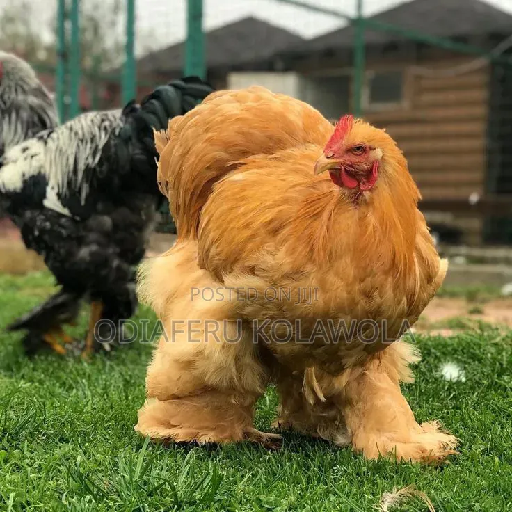 Brahma Fowl