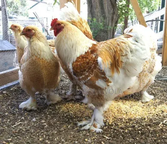 Brahma Fowl