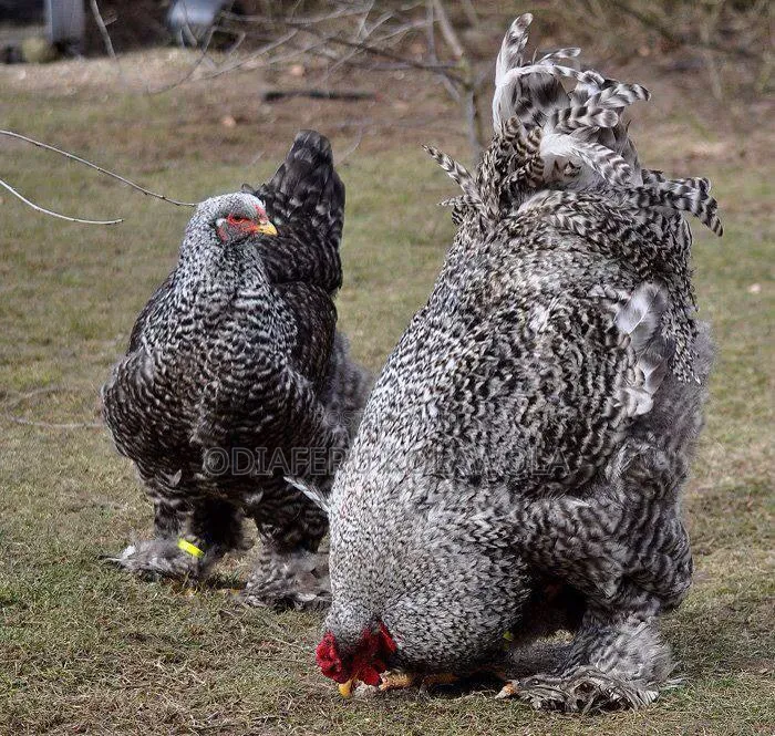 Brahma Fowl