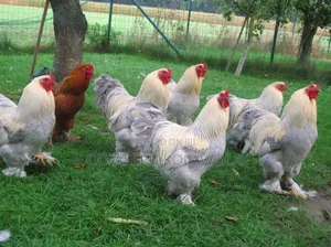 Brahma Fowl