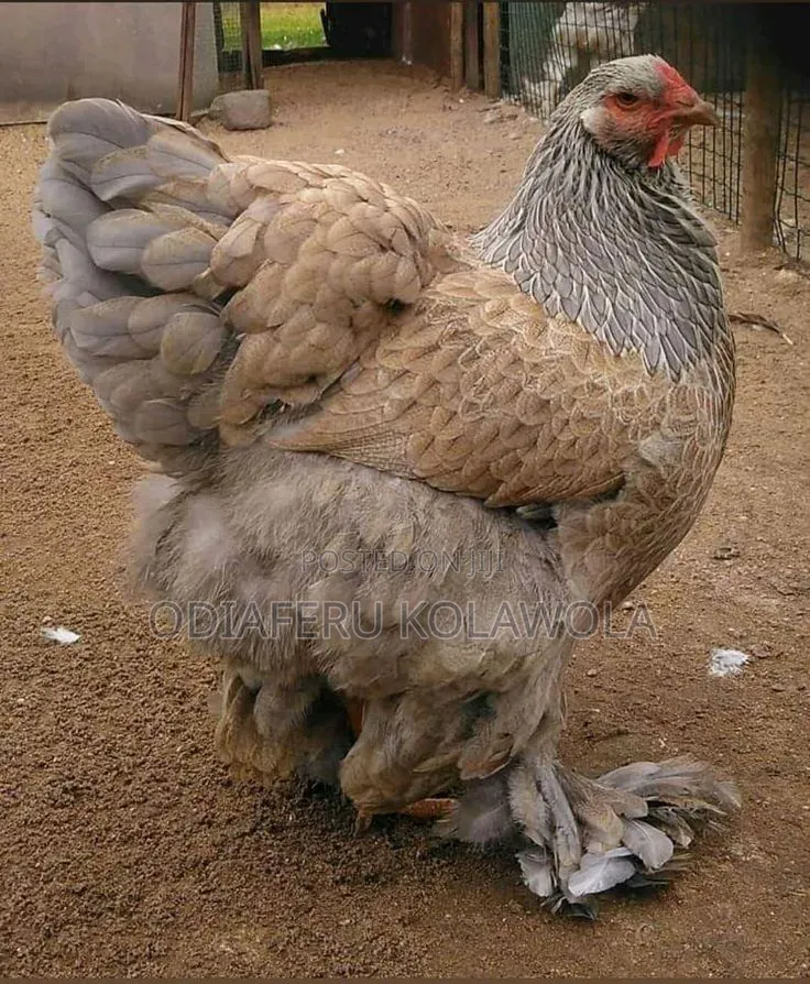 Brahma Fowl