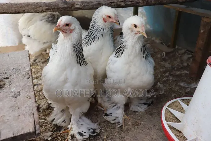 Brahma Fowl