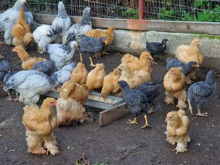 Brahma Fowl