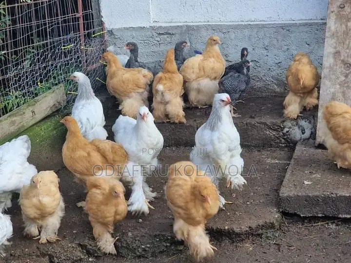 Brahma Fowl