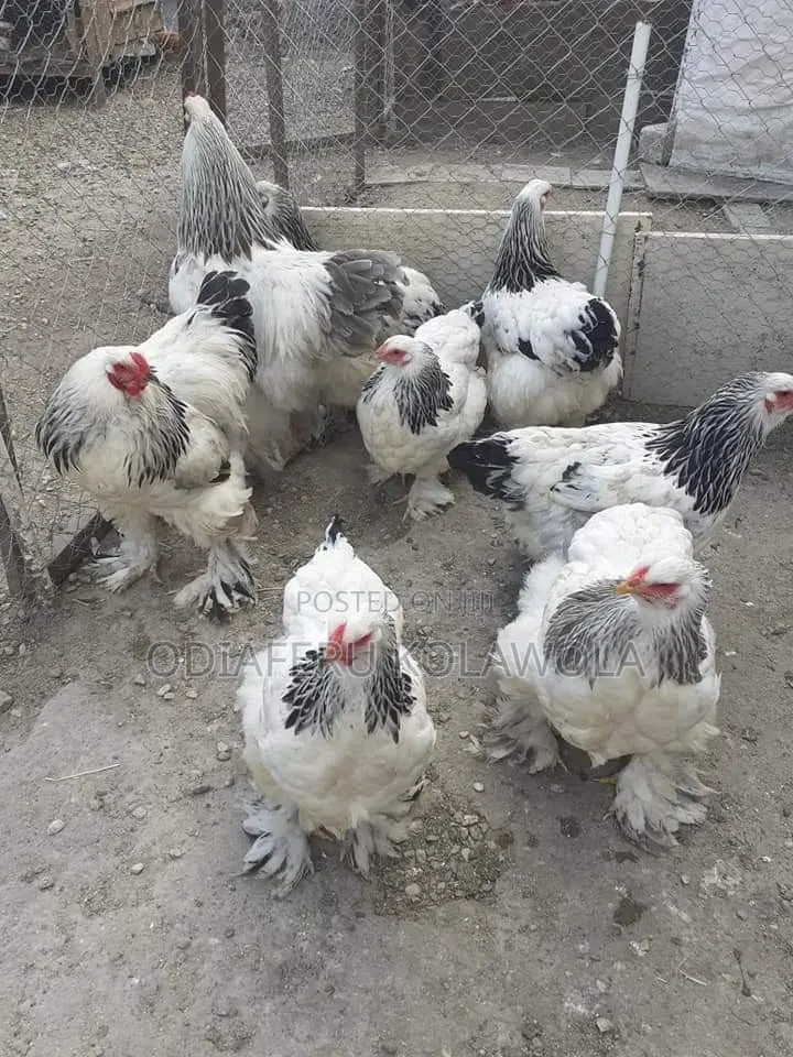 Brahma Fowl