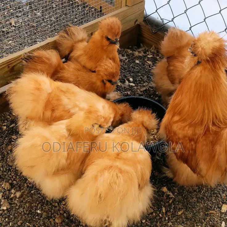 Brahma Fowl