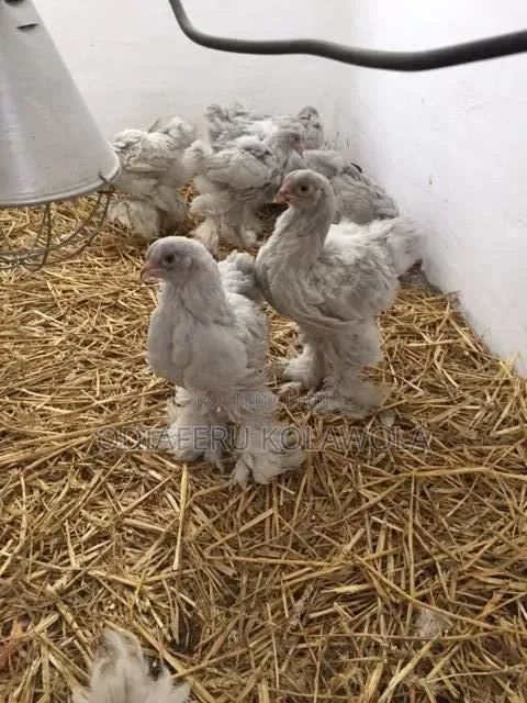 Brahma Fowl