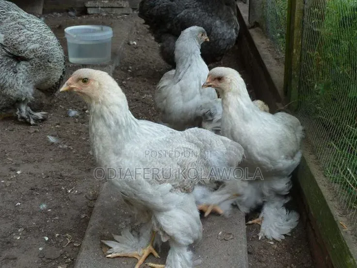 Brahma Fowl