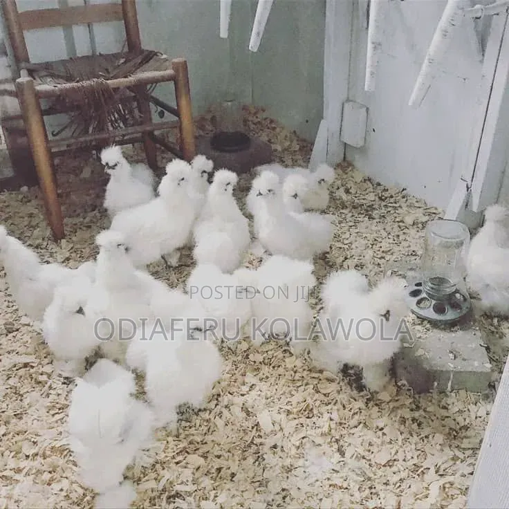 Brahma Fowl