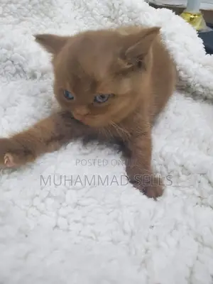 1-3 months Female Purebred American Shorthair